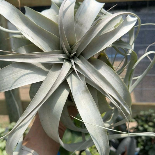 Tillandsia Xerographica Live Tropical Air Plant for Beginners