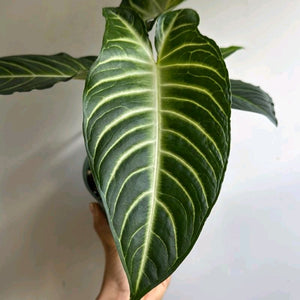 Xanthosoma Lindenii Magnificum