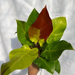 Variegated Philodendron Red Moon