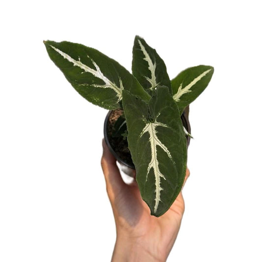 Syngonium wendlandii 4"