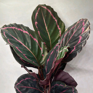 Calathea Dottie