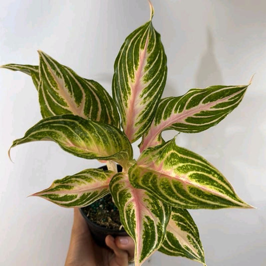 Aglaonema pink Siam 4"
