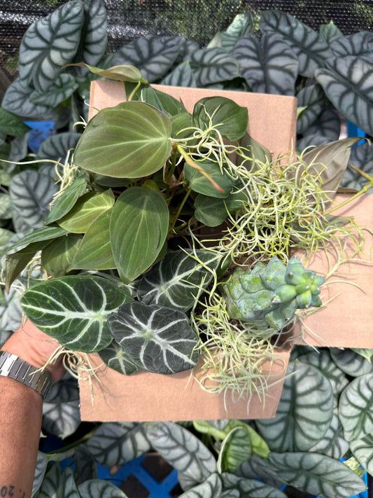 Spooky Plant Bundle Mystery Box - Three spooky Plants in 4-Inch Pots