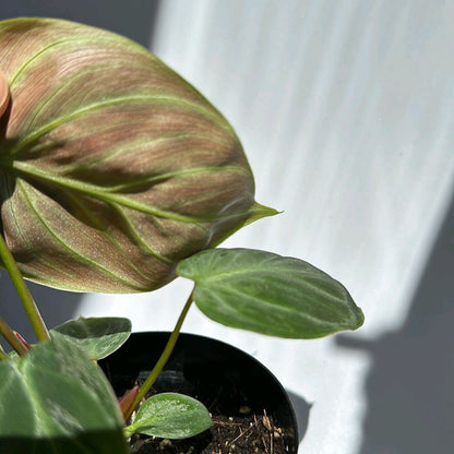 Philodendron El Choco Red 4"