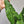 Alocasia Zebrina Reticulata