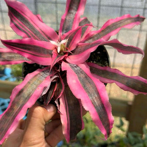 Cryptanthus Earth Star 'Red Baron'