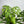 Monstera Esqueleto