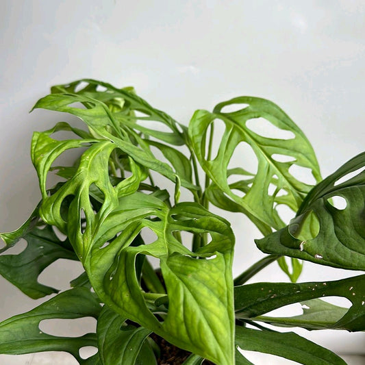 Monstera Esqueleto 6"
