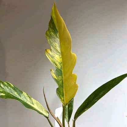 Philodendron Caramel Marble 4"