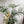 Philodendron Tortum