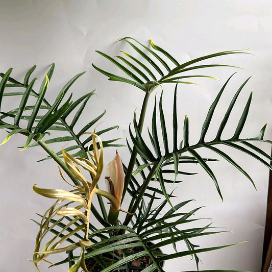 Philodendron Tortum Plant 6"