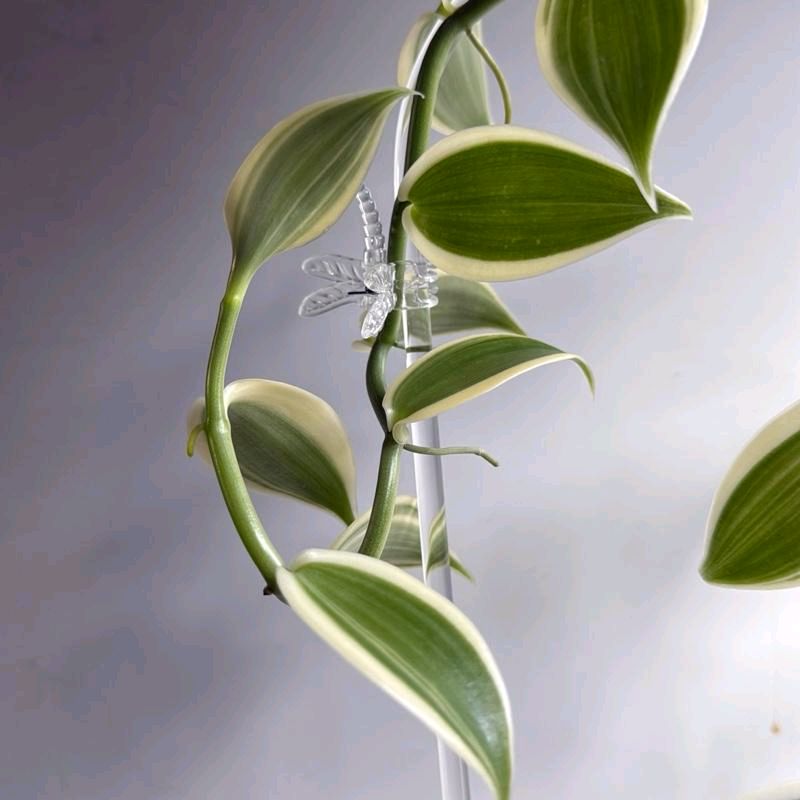 variegated Vanilla Orchid 4"