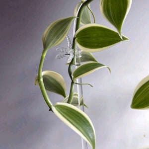 Outer Variegated Vanilla Orchid