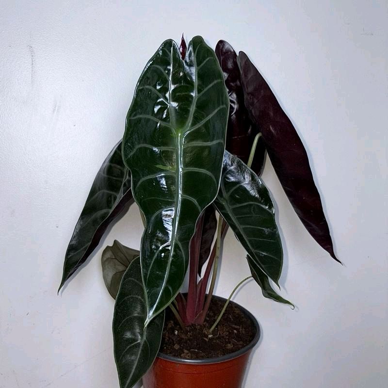 Alocasia Sedenii Hybrid Pink Stems Cuprea x Lowii 6"