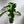 Variegated Philodendron 'Bob Cee'