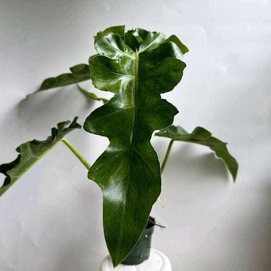 Philodendron Bob Cee Green on green variegation 6"