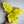 Philodendron Warscewiczii Aurea