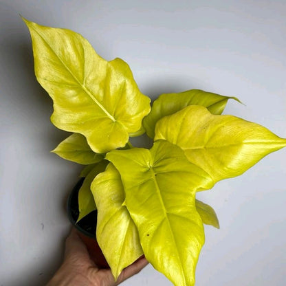 Philodendron Warscewiczii Aurea 6"