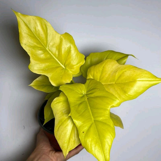 Philodendron Warscewiczii Aurea 6"