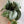 Silver Pothos (Scindapsus Exotica)