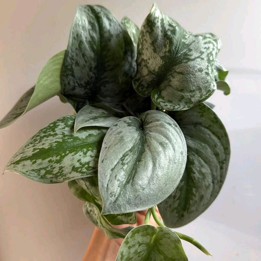 Silver pothos (Scindapsus exotica) 4" Pot -