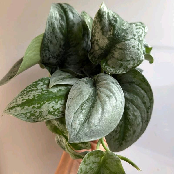 Silver Pothos (Scindapsus Exotica)