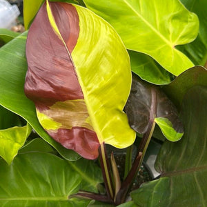 Variegated Philodendron Red Moon
