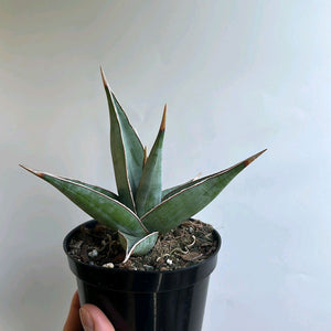 Sansevieria Pinguicula
