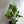 Cytrosperma Johnsoni