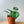 Peperomia Watermelon