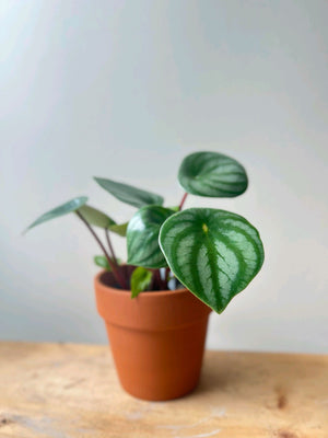 Peperomia Watermelon
