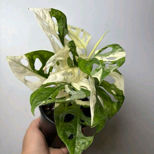 Variegated Monstera Adansonii