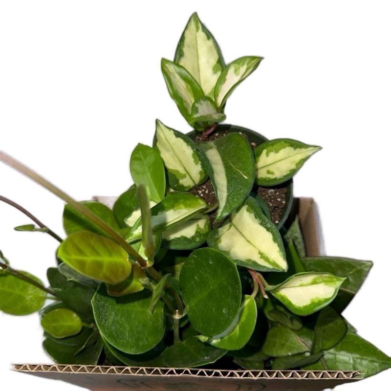 Hoya lovers Bundle Mystery Box - Three Hoya Plants in 4-Inch Pots
