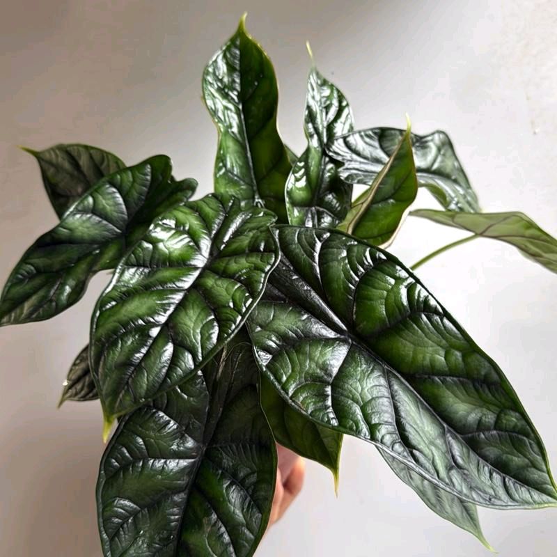 Alocasia Baginda Dragon Scale 6" Pot -