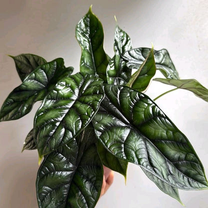 Alocasia Baginda Dragon Scale 6" Pot -