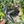 Spooky Mystery Bundle Box - 3 Spooky Plants