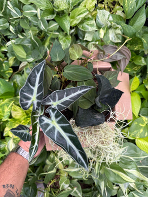 Spooky Mystery Bundle Box - 3 Spooky Plants