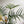 Philodendron Tortum