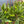 Pothos Shangri La