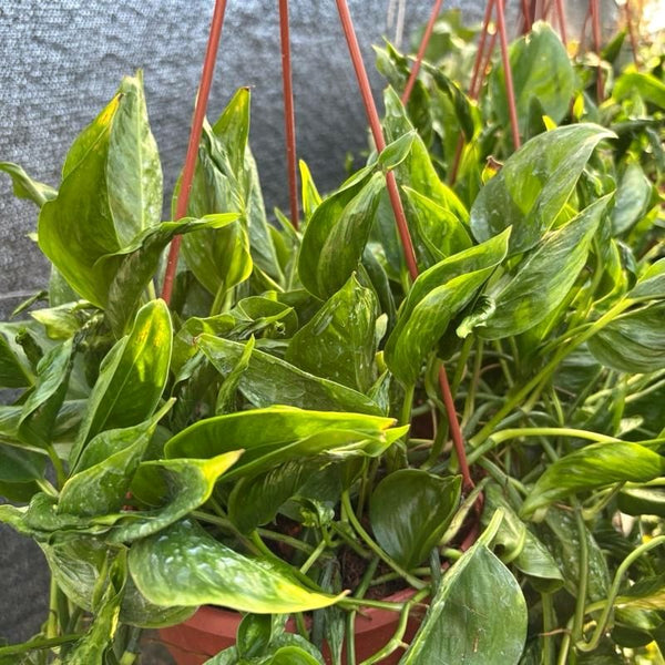 Pothos Shangri La