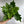 Philodendron Lickety Split