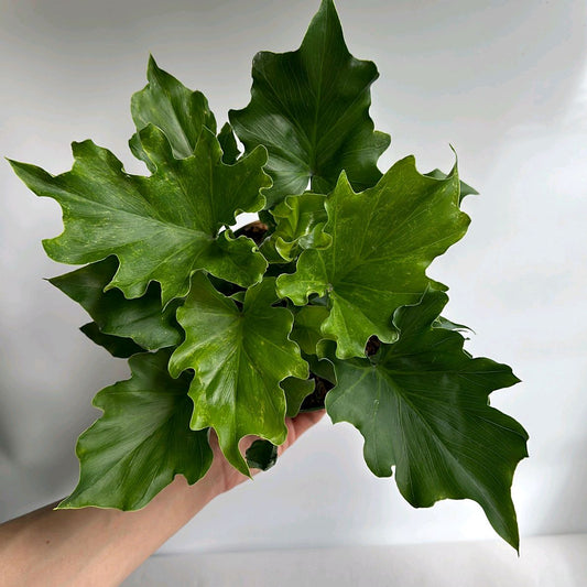 Philodendron Lickety Split 6" Pot