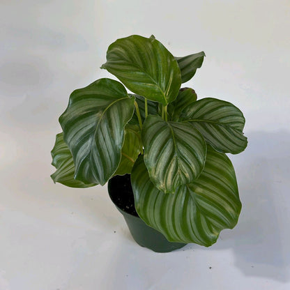 Calathea Orbifolia Plant 6"