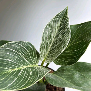 Philodendron Birkin