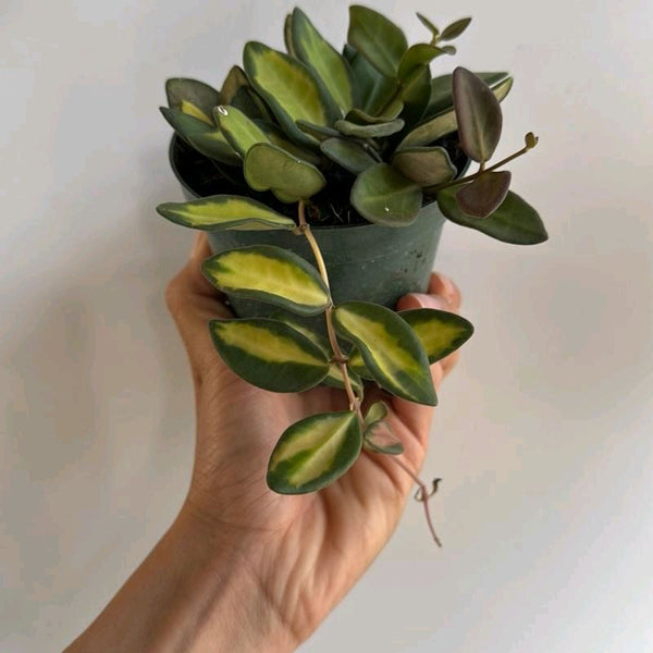 Variegated Hoya Burtoniae