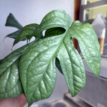 Monstera Amydrium Silver (Spiderman monstera) 4" Pot