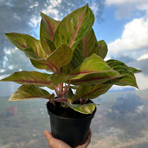 Aglaonema 'Golden Fluorite'