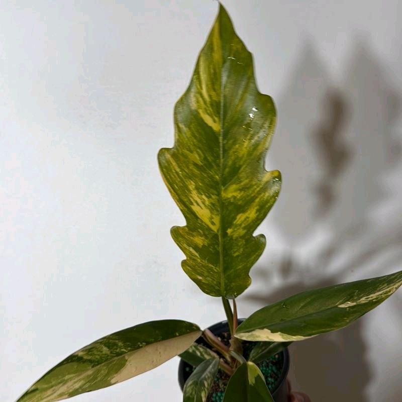 Philodendron Caramel Marble 4"