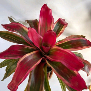 Neoregelia 'Serendipity'
