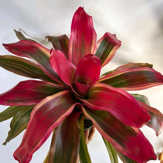 Neoregelia Serendipity 5"